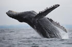 Humpback Whale Breaching Zdjęcie Fotografia Fajna dekoracja ścienna Druk artystyczny Plakat 18x12