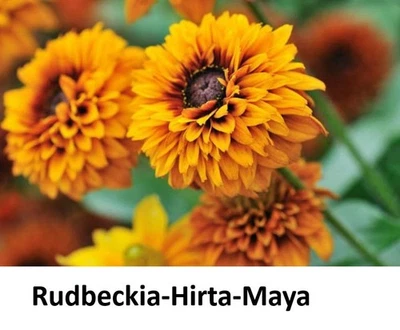 Seed Rudbeckia Hirta MAYA Black Eyed Susan DOUBLE FLOWER COLOR Early Perennial + - Image 1 of 4