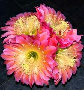 RARE,Cereus,Hybrid,FLYING SAUCER,XL BLOOMING,Echinopsis,Cactus,HansBritsch - Picture 1 of 5