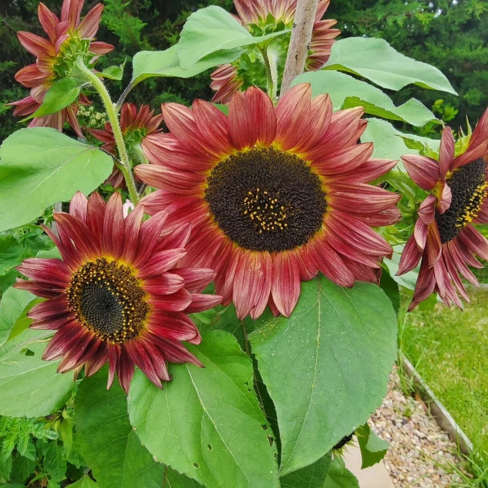 Sunflower Crimson Peach 10 seeds FLOWER GARDEN border RARE EXOTIC summer NON-GMO - Image 1 of 1
