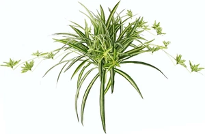 Künstliche Zimmerpflanze Grünlilie Chlorophytum Comosum Wasserlilie Spinnenpflan - Bild 1 von 1