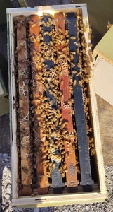 2026 Nucleus Beehives For Sale (NUC) - Picture 1 of 4