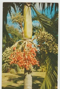 CHRISTMAS PALM FRUIT Fairchild Tropical Garden Coral Gables FL Florida Postcard - Picture 1 of 2