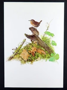 Stampa uccellino vintage WINTER WREN di J. Fenwick Lansdowne 14x10 pollici - Foto 1 di 3