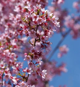 Geschlitzte Zierkirsche Paean 40-60cm - Prunus incisa - Bild 1 von 1