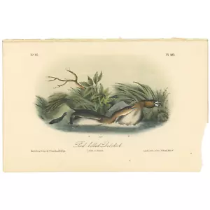 Audubon Birds Octavo 2nd Ed 1856 h/c Lithographie Pl 483 Pied-billed Dobchick - Bild 1 von 2