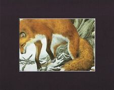 8X10" Black Matted Print fits Bev Doolittle, Art Painting: Missed, Red Fox