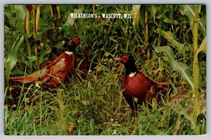 Ring-necked Pheasants Wilkinson's Wascott Wisconsin Postcard B5 - Picture 1 of 2