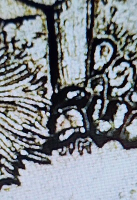 2008-P Extra Cactus error coins - Image 1 of 3