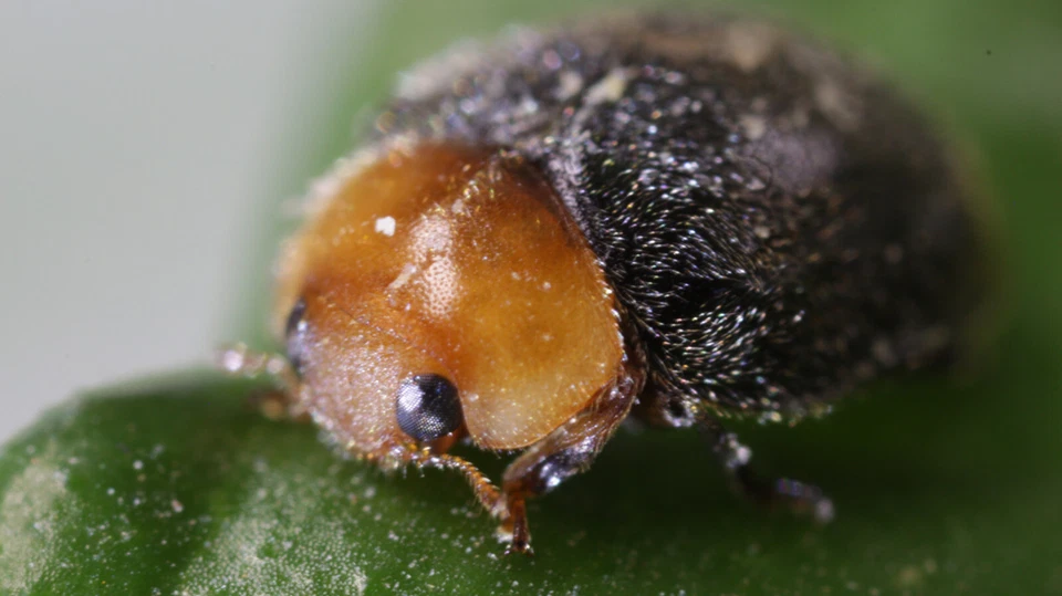 NaturesGoodGuys Cryptolaemus montrouzieri Australian Ladybug Mealybug Control - Image 1 of 1