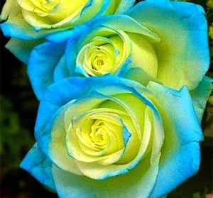 10 graines de Rosier rose BLEU-JAUNE / 10x BLUE-YELLOW Rose rosebush seeds - Foto 1 di 3