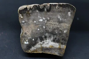 Madera petrificada de provincia de Entre Ríos, Argentina - Imagen 1 de 1