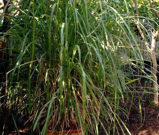 LIMONE ERBA INDIANA ORIENTALE Cymbopogon Flexuosus - 250 semi sfusi - Immagine 1 di 1