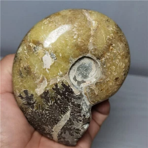 386g Natural chrysanthemum conch specimens in Madagascar  o794 - Imagen 1 de 9
