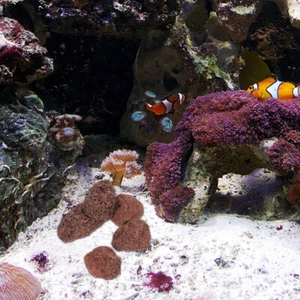 Fish Tank Cover Aquarium Habitat Lava Stone Fish Hideout Cave - Picture 1 of 12