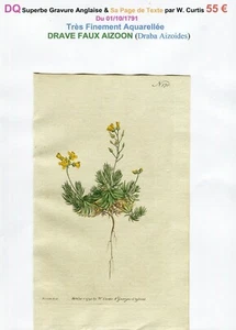 XVIII ème - DRAVE FAUX AIZOON (Draba Aizoides) Belle Gravure de 1791 - Picture 1 of 3