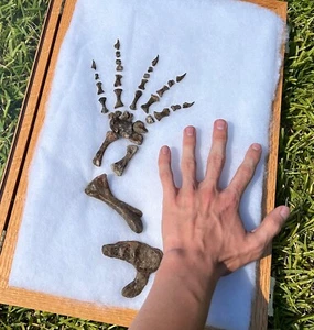 Dimetrodon Leg and Foot MUSEUM QUALITY Fossil Dinosaur Bones Permian Reptile - Picture 1 of 14