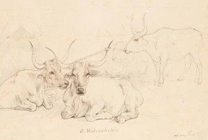 S. HABENSCHADEN (*1813), Maremmaner Rinder, Federzeichnung Romantik Tiere - Bild 1 von 5