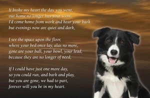 Border Collie cane lutto sentimentale magnete frigorifero 3 1/2 x 4 1/2" - Foto 1 di 1