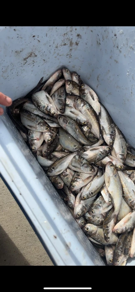 Fresh Frozen Gizzard Shad 5-8 Inches Catfish Bait 4-6 per bag, READ DESCRIPTION  - Image 1 of 1