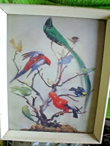 1 x  BIRDS ON A TREE FRAMED PICTURE 37 X 3O CM  - Picture 1 of 3