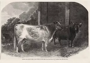 Vacas Durham & Devon Ganado Corthorn Raza Ganado Nueva York 1860 Estampado - Imagen 1 de 1