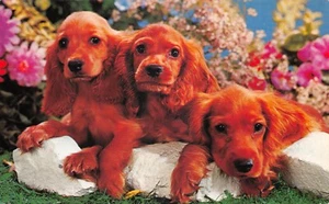 BAMFORTH ANIMAL SERIE Nº G498 PERRO SIN USAR MUY BUENO - Imagen 1 de 2