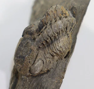 Trilobit, Geesops gallicus, Devon, Eifel, Vireux Molhain, Frankreich -L358 - Bild 1 von 9