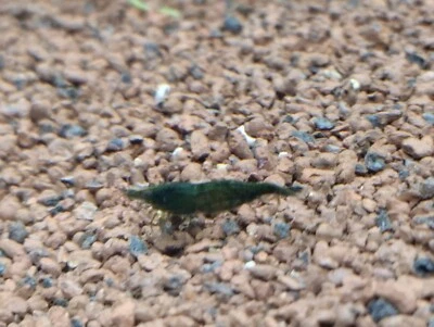 25 Gambas Neocaridinas Packs Mixto 8 Lineas De Color /Acuario.Pecera - Imagen 1 de 4