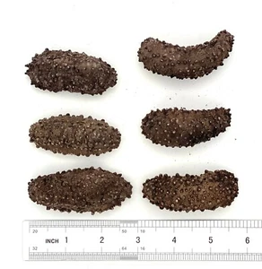 Greenlike Nature Dried Mexican wild Caught Sea Cucumber A Grade L Size 野生特级刺参 海参 - Picture 1 of 1