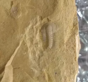 B8 TRILOBITE PALAEOLENUS LANLENOISI, del periodo Cámbrico fósil, fósiles. - Picture 1 of 4