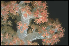 210064 Soft Coral Namena Fiji A4 Photo Print