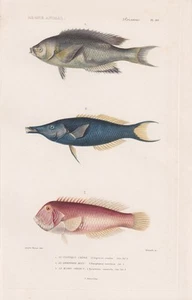 Gomphosus caeruleus pez labio peces grabado grabado grabado en acero Cuvier 1849 - Imagen 1 de 1