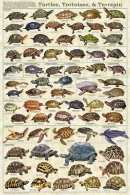 Poster Turtles, Tortoises and Terrapin Educational Classroom - Image 1 of 2