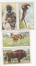 Four 1937 Wild Animal Cards CAPPED LANGUR * PANGOLIN * KIANG * BISON