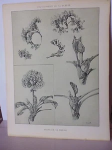 Botanique: Gravure noir et blanc in folio SAXIFRAGE DE SIBERIE par M Meheut - Picture 1 of 1