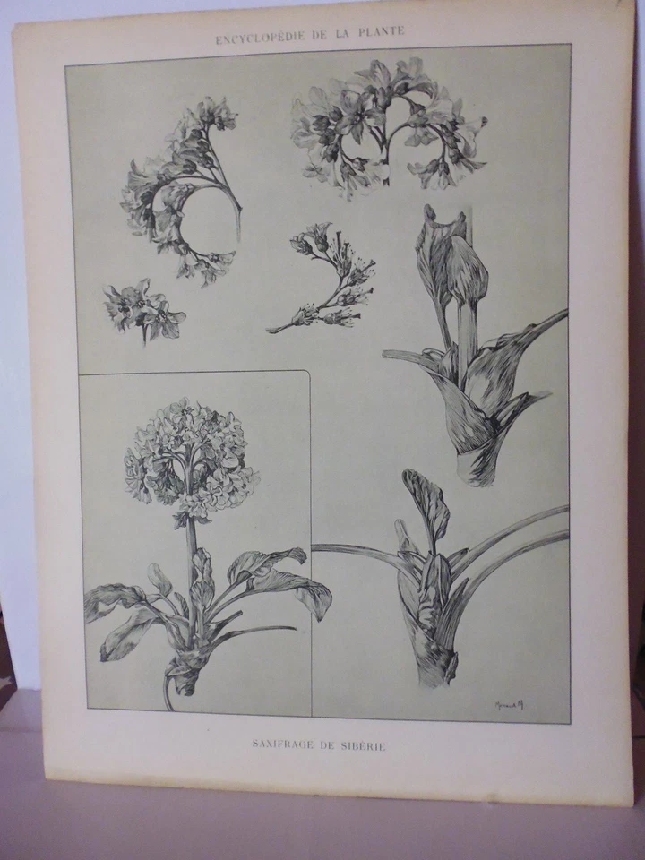Botanique: Gravure noir et blanc in folio SAXIFRAGE DE SIBERIE  par M Meheut - Photo 1/1