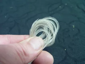 12 LT PIUME DUN WHITING SELLA MICRO SECCA HACKLE ARTIGIANATO GIOIELLI PESCE MOSCA SH395 - Foto 1 di 3