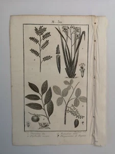 PLANCHE / GRAVURE de 1816 - BOTANIQUE (M30) - Foto 1 di 2
