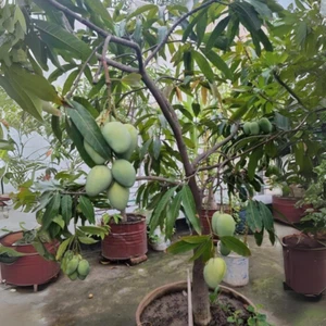 BeauFlora Hybrid Mango (Verde nano tailandese, innesto) pianta esotica 1 radi... - Imagen 1 de 1