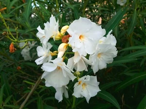 20 Samen Oleandro Bianco Nerium Oleander Weiß Rosenlorbier Lorbeer Rose Samen - Bild 1 von 2