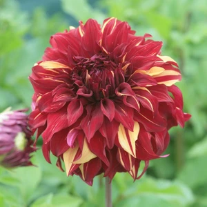 Tre tuberi Dahlia ""Bohemian Spartacus"" (decorativi giganti) (posta UK gratuita) - Foto 1 di 2