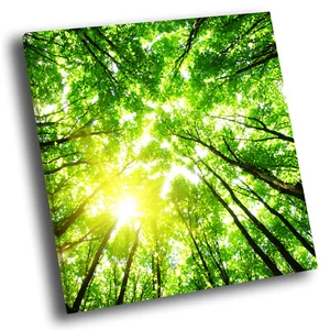 Green Forest Tree Nature Square Scenic Canvas Wall Art Large Picture Print - Picture 1 of 6