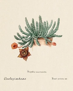 11469. Póster de decoración. Habitación pared. Diseño de arte en el hogar. Flor de cactus. Ilustración de biología - Imagen 1 de 1