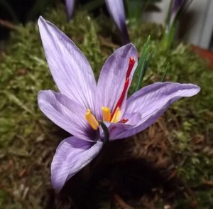 @//(◕‿◕)\\@ Crocus sativus - Echter Safran - Krokus 100 Zwiebeln Liefertermin - Bild 1 von 1