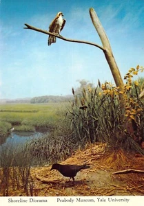 1977 CT Peabody Museum Shoreline Diorama Yale University Postkarte 4x6 C45 - Bild 1 von 2