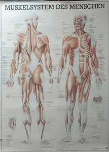 Poster Muskelsystem des Menschen 99x70cm Jeder einezlene Muskel mit Beschriftung - Bild 1 von 3