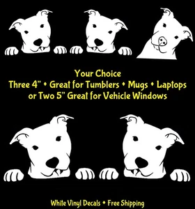 Pit Bull Peeking White Decals Car Windows Laptop Tumbler Tablet Mugs - Picture 1 of 5