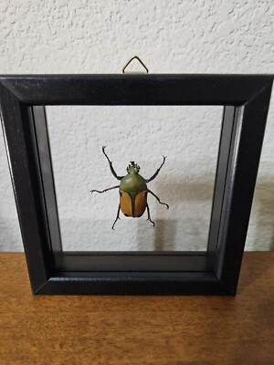 Eudicella African Beetle in Shadow Box Pinned Insect Bug. Box Clear On Both Side - Image 1 of 4