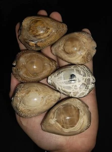 BC05, 5 PIEZAS FÓSIL DE COWRIES + ¡1 PIEZA GRATIS! BARICYPRAEA BEBERKIRIANA DE JAVA INDONESIA - Imagen 1 de 8